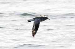 ダイゼン　ちょっと飛行