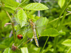 ハラビロトンボとナナホシテントウ