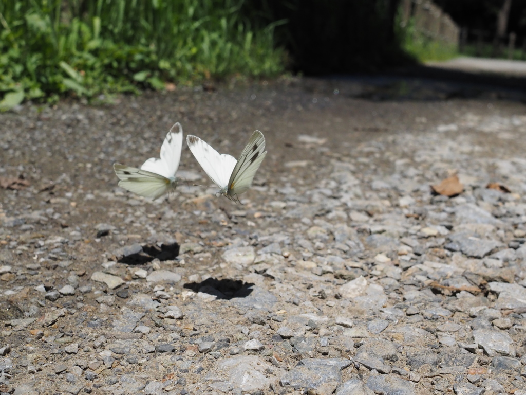 スジグロチョウ-2