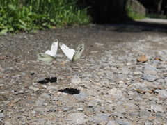 スジグロチョウ-2