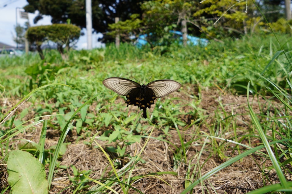 ジャコウアゲハ（♀）-1