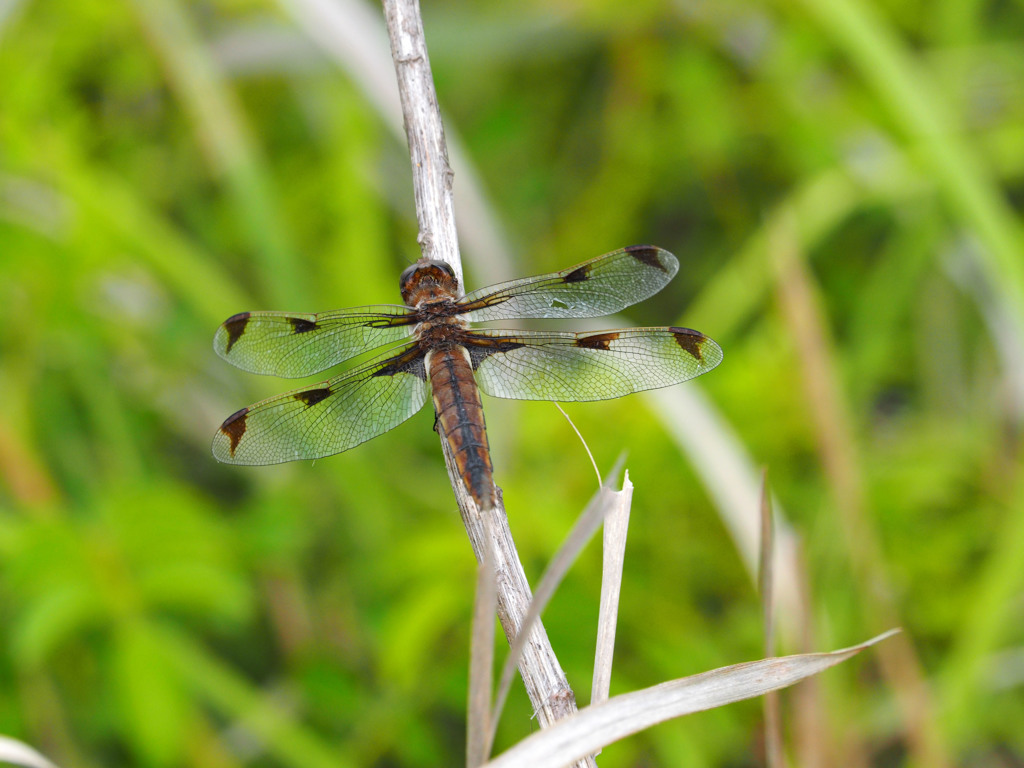 ベッコウトンボ（♀）