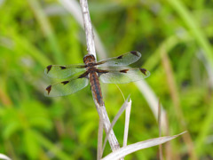 ベッコウトンボ（♀）