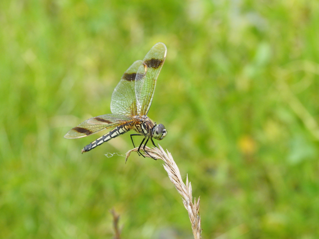 コフキトンボ　帯型