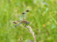 コフキトンボ　帯型