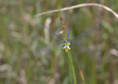 カトリヤンマ ホバリング-4