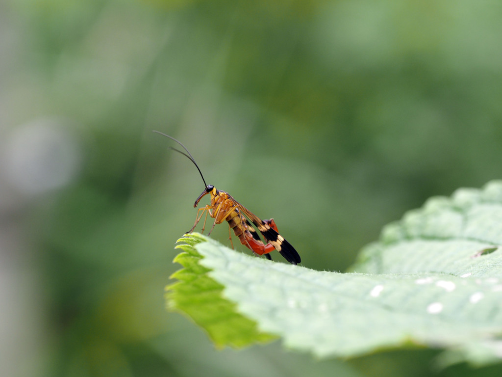 ヤマトシリアゲ（♂）
