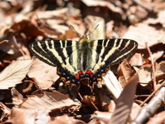 ギフチョウ　初見