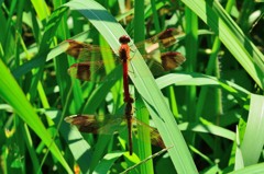 ミヤマアカネ　タンデム