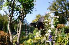 まだ元気ものがいました