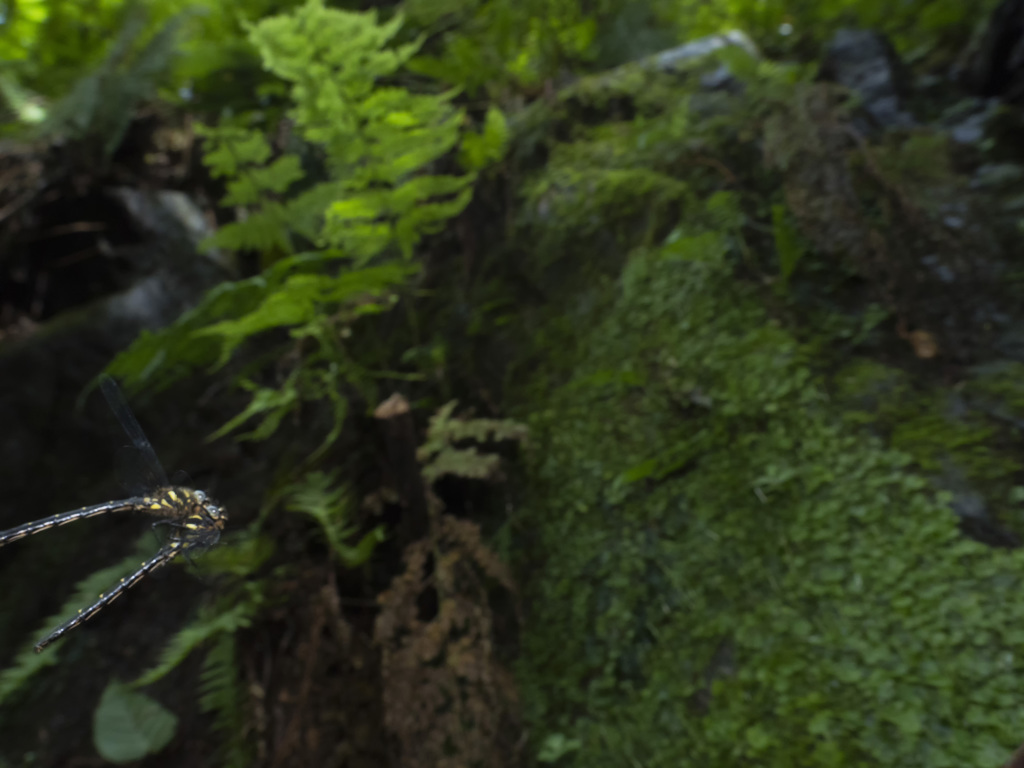 ムカシトンボ　オス同士のバトル-1