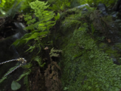 ムカシトンボ オス同士のバトル-1