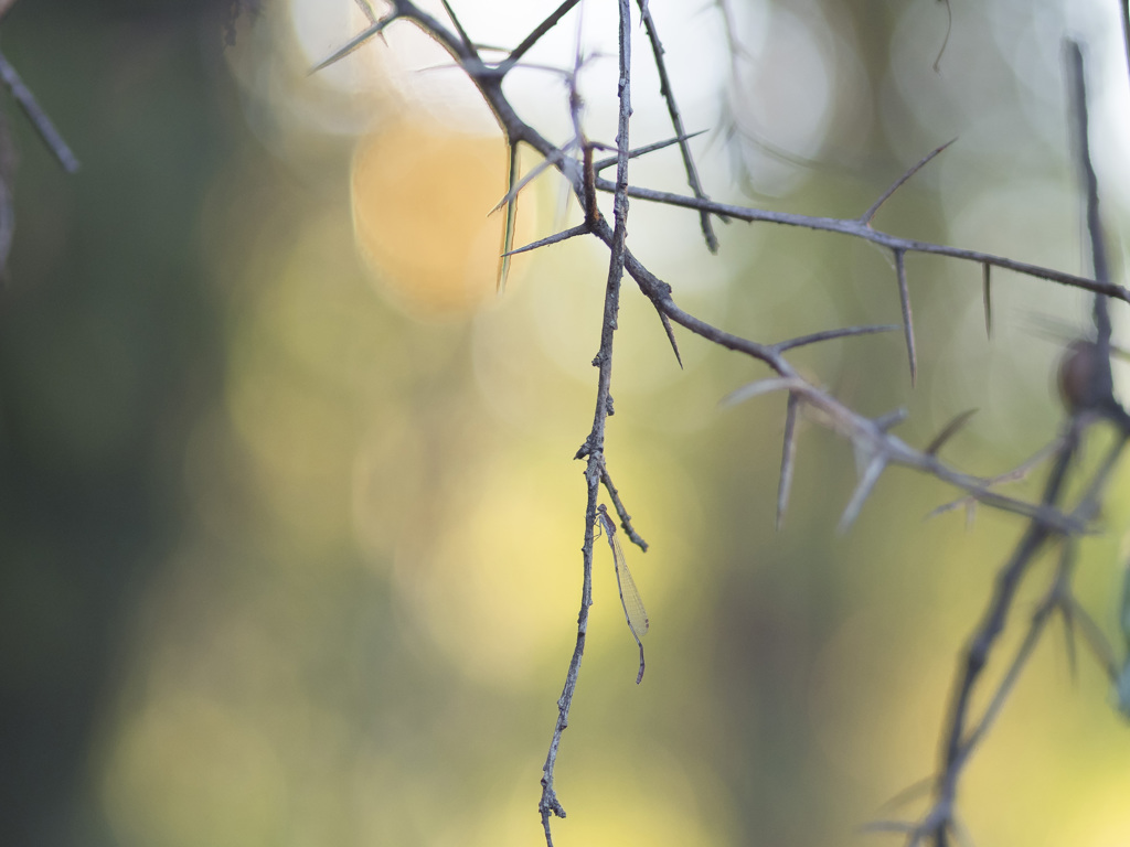 ホソミイトトンボ 新たな越冬個体-1