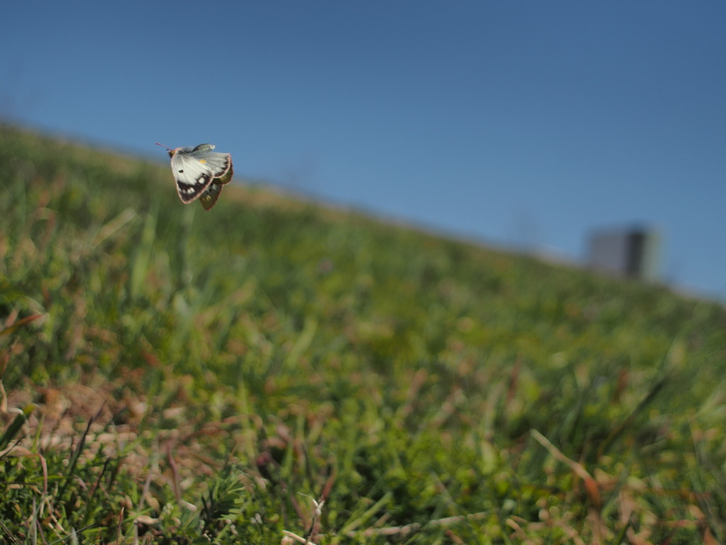 モンキチョウ（メス）　今年蛹からかえった個体