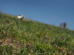 モンキチョウ（メス）　今年蛹からかえった個体
