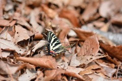 ギフチョウ　初見