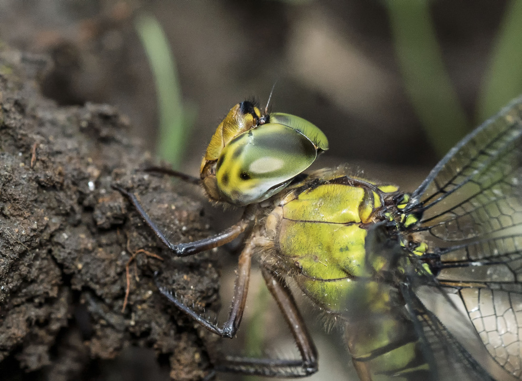 カトリヤンマ産卵-3 の複眼部分