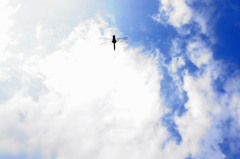 コシアキトンボ