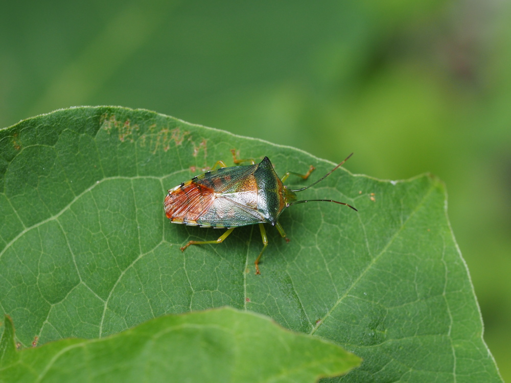 セアカツノカメムシ