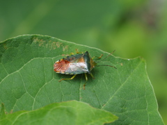 セアカツノカメムシ