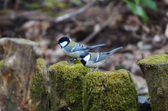 シジュウカラ　