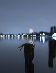 ウチワヤンマ羽化-2