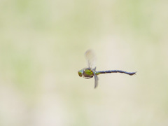 カトリヤンマ（♀） 飛翔