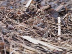 カシラダカ　土手で餌探し中