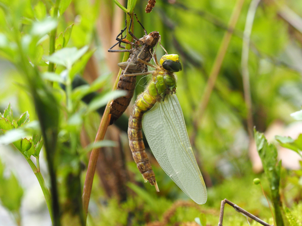 クロスジギンヤンマ