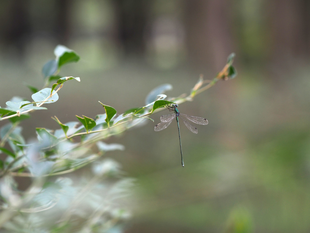 オオアオイトトンボ