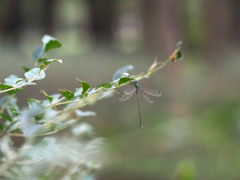 オオアオイトトンボ