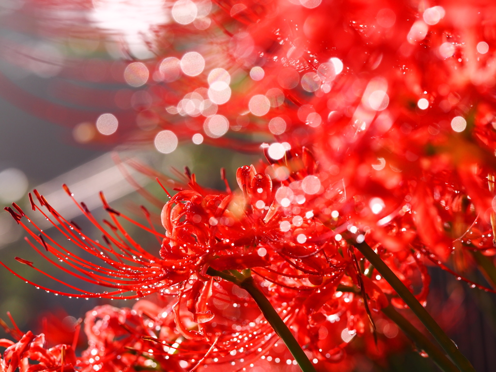 光の中に見えるもの