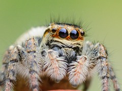 ネコハエトリグモ