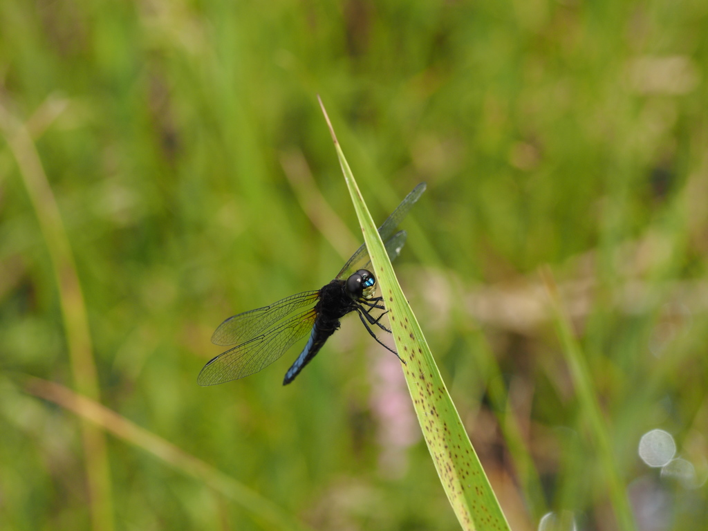 ハラビロトンボ（♂）