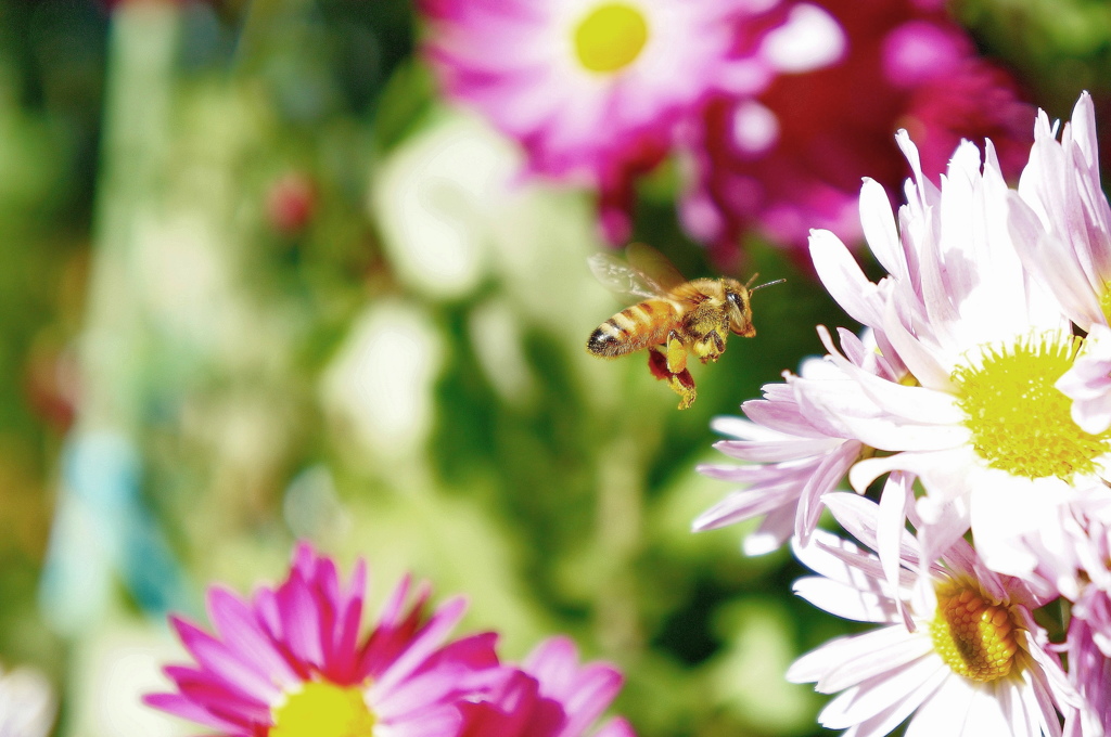 セイヨウミツバチ