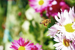 セイヨウミツバチ