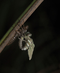 ルリボシヤンマ（♀）羽化-4　起き上がりから尾部抜き