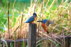カワセミ　春先の求愛
