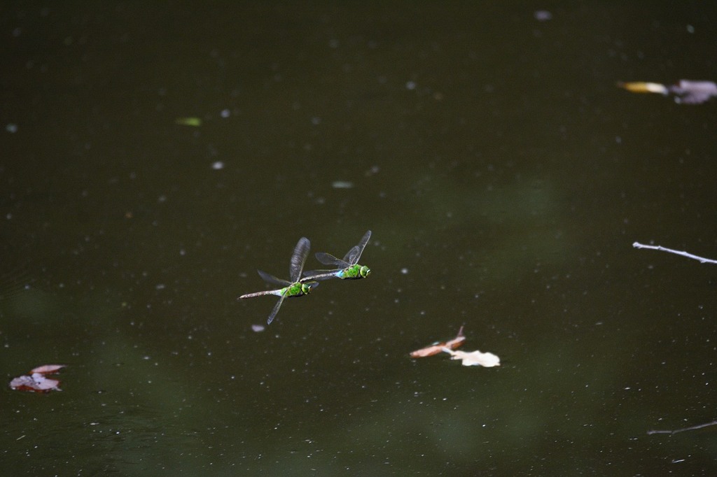 ギンヤンマ　タンデム