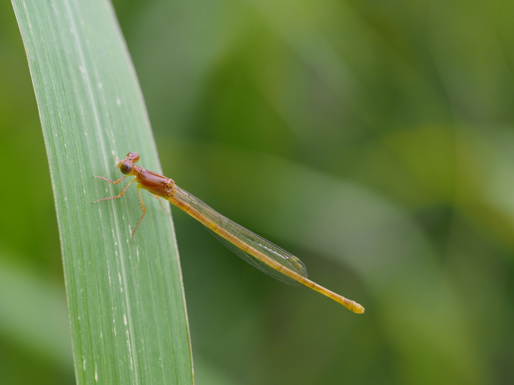 苦手な未成熟のトンボ