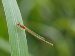 苦手な未成熟のトンボ