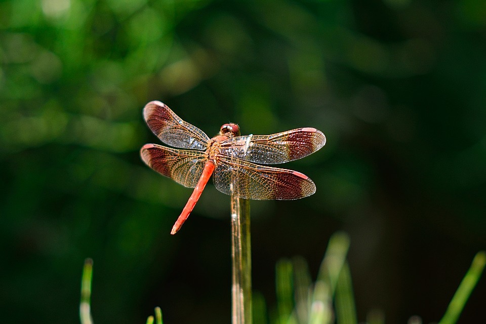 ミヤマアカネ（オス）
