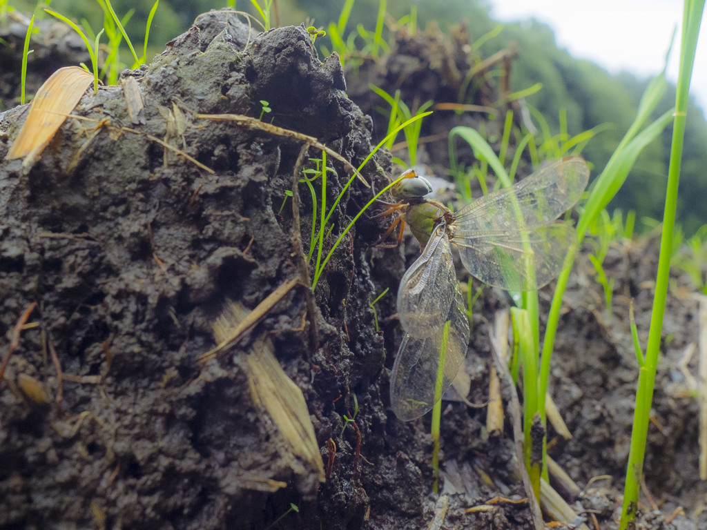 カトリヤンマ　産卵-2