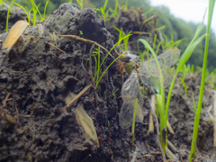 カトリヤンマ 産卵-2