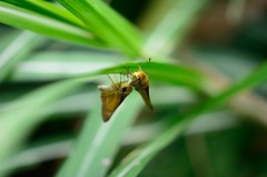 イチモンジセセリ 求愛中