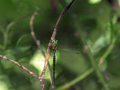 カトリヤンマ