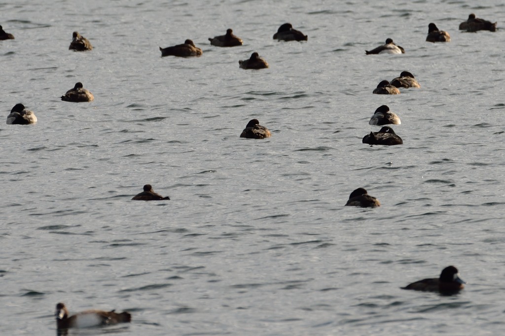 ビロードキンクロを探せ！（ボケ写真ご容赦）
