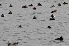 ビロードキンクロを探せ！（ボケ写真ご容赦）