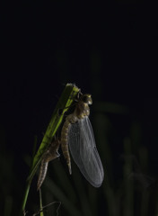 カトリヤンマ羽化