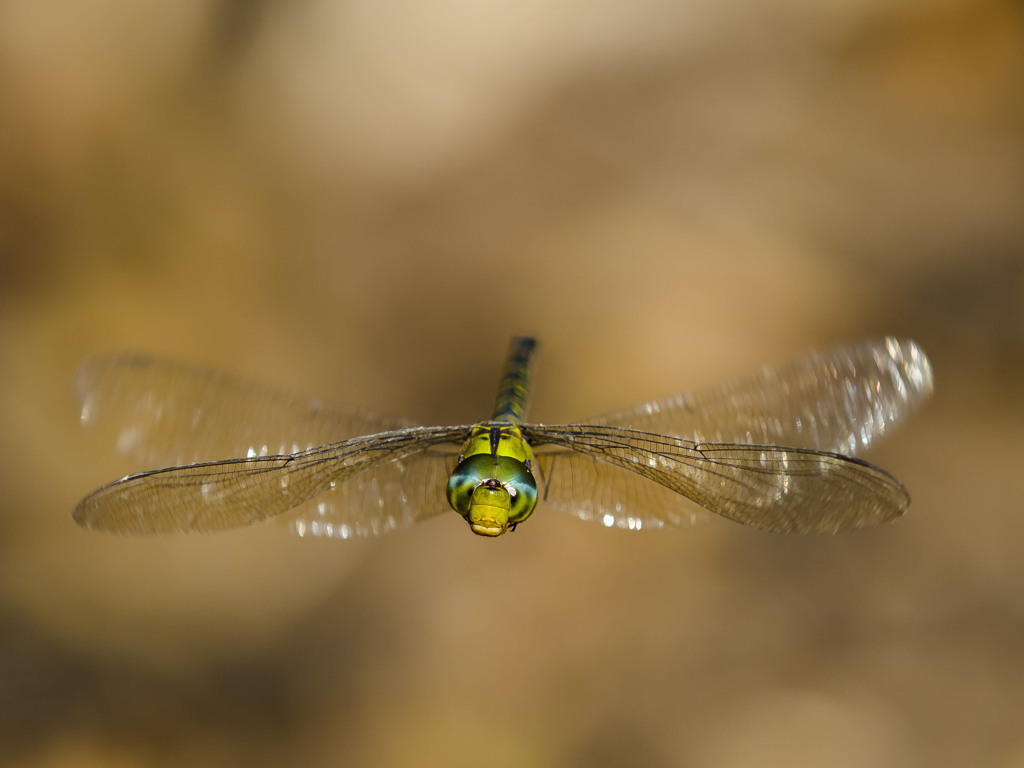 カトリヤンマ（♂）ホバリング-6